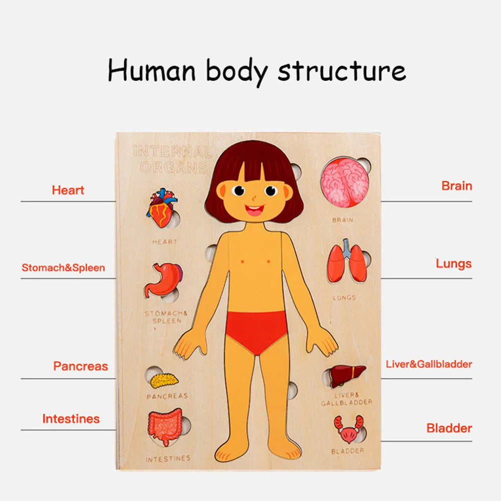 Montessori Human Anatomy Jigsaw Puzzle for Kids Educational Toy