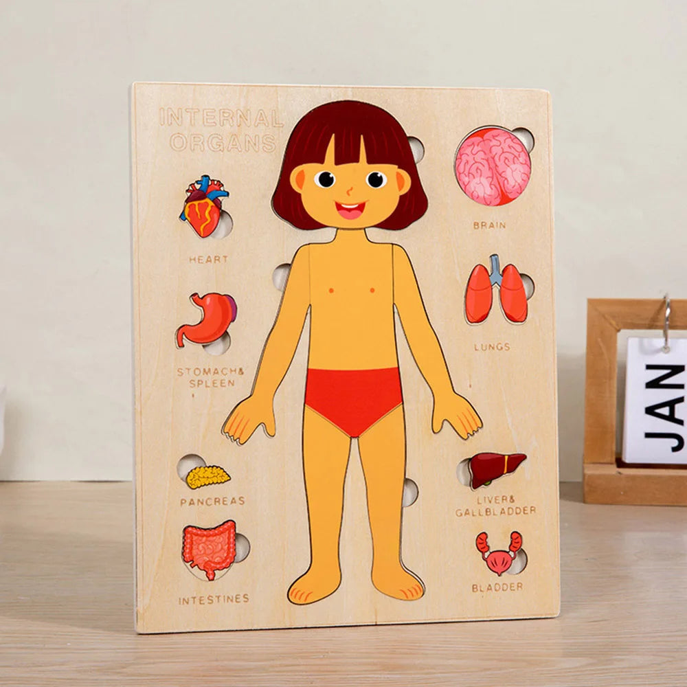 Montessori Human Anatomy Jigsaw Puzzle for Kids Educational Toy