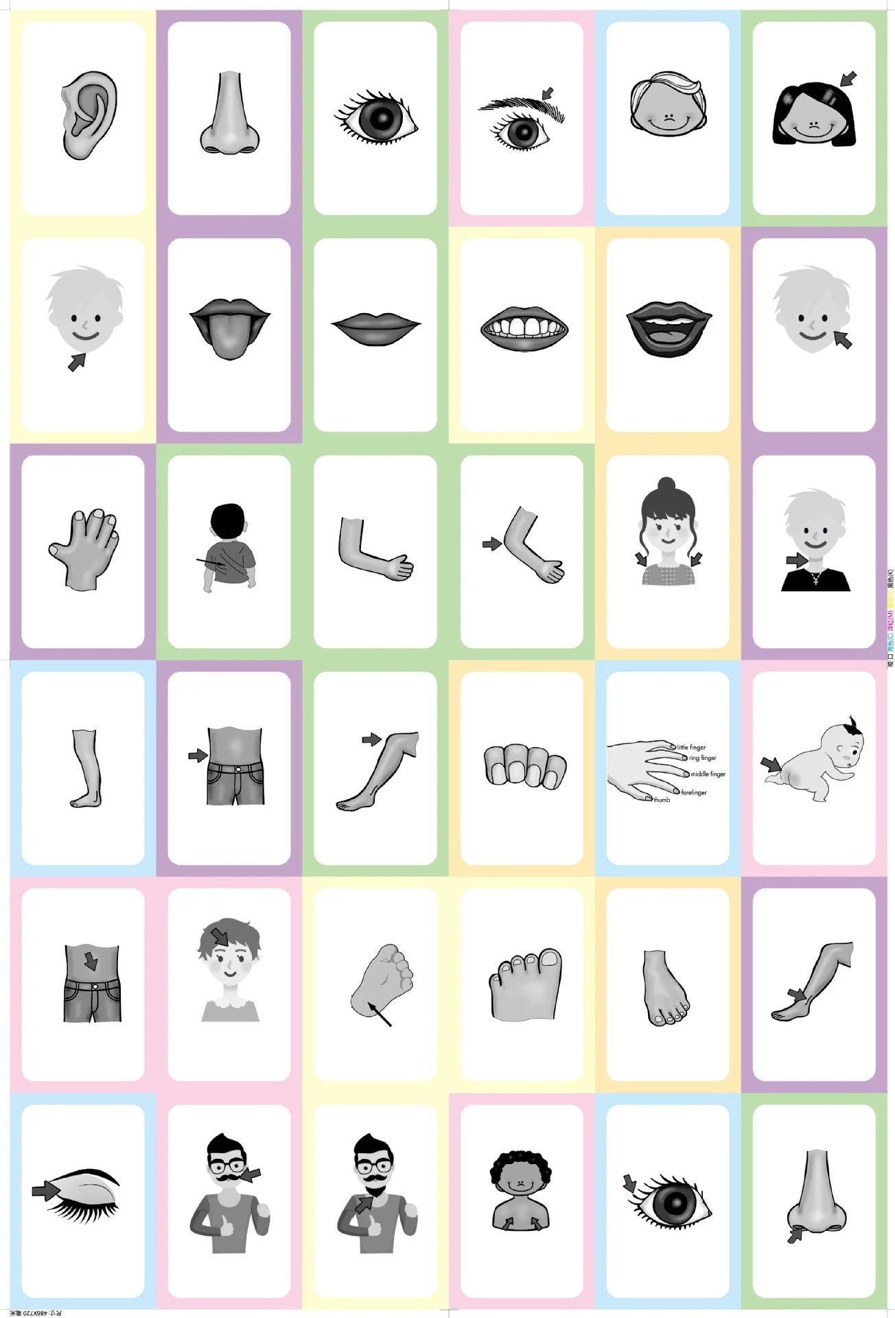 36 Pcs Animal Shape & Color Learning Cards for Kids
