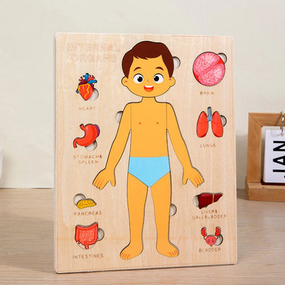Montessori Human Anatomy Jigsaw Puzzle for Kids Educational Toy