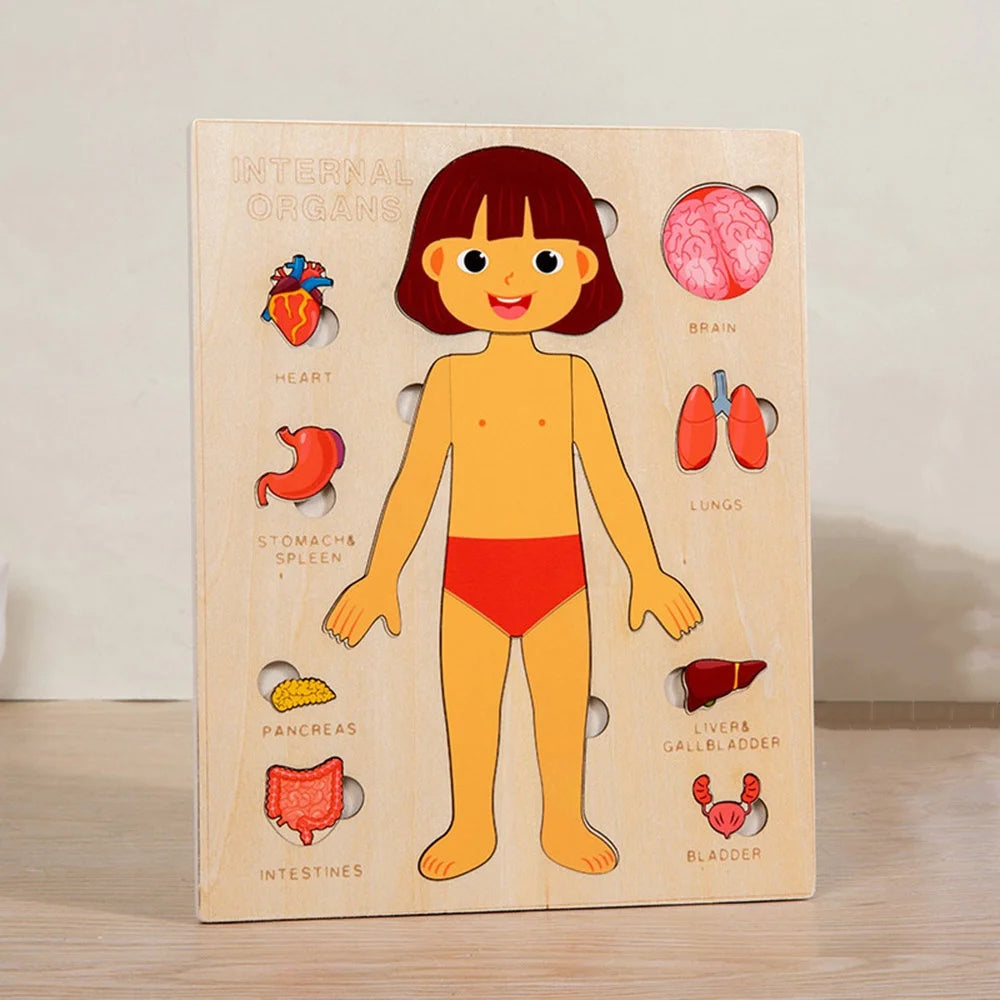 Montessori Human Anatomy Jigsaw Puzzle for Kids Educational Toy