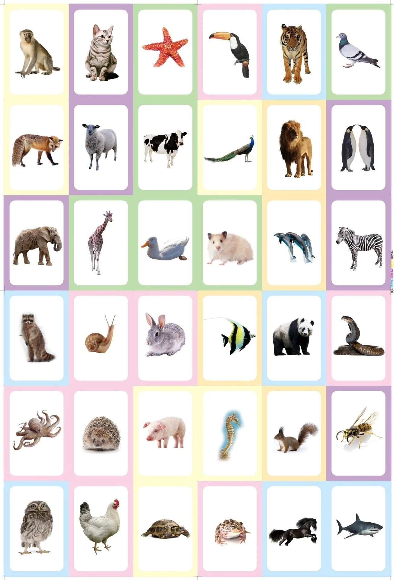 36 Pcs Animal Shape & Color Learning Cards for Kids