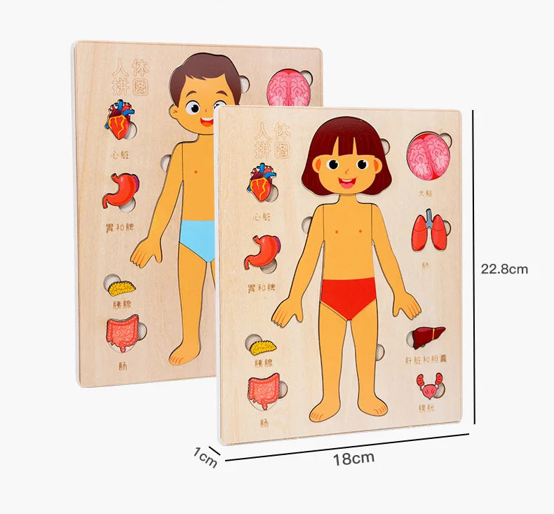 Montessori Human Body Puzzle Board for Kids Learning